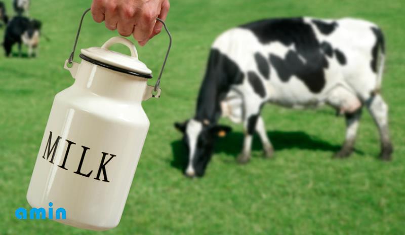 شیر خام گاو